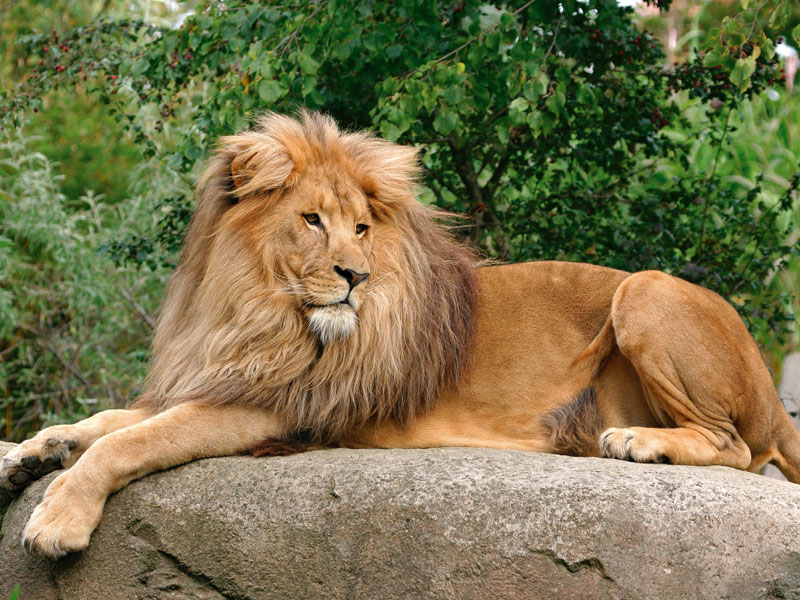 Zoo tiere kennenlernen