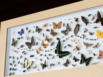 Naturkundemuseum Leipzig präsentiert neue Wanderausstellung „Facettenreiche Insekten“