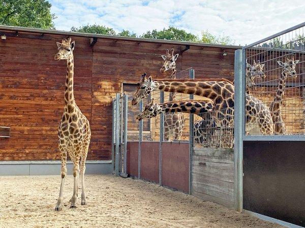 Giraffenkuh Tamika beim Kennenlernen der Leipziger Giraffenherde, Foto: Zoo Leipzig