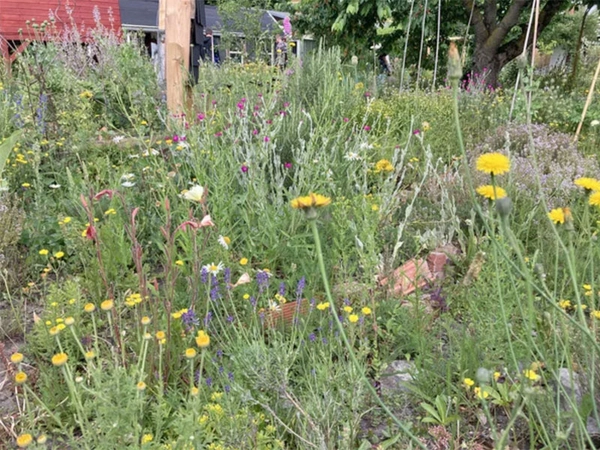 Reichhaltiges Nahrungsangebot für Insekten, Foto: Stadt Leipzig