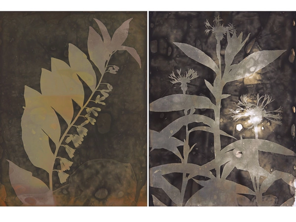 Uwe Klos - Aus dem Zyklus Naturformen: Berg-Flockenblume (2017) und Vielblütiges Salomonsiegel (2017)