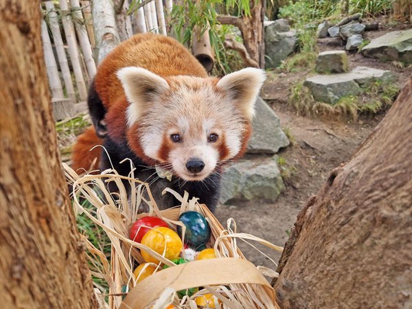 Der Rote Panda hat sein Osternest schon gefunden. Foto: Zoo Leipzig