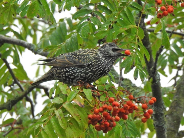 Heimische Bäume bieten heimischen Tieren Nahrung. Beispielsweise nutzen viele Vogelarten die Früchte der Eberesche. Foto: Beatrice Jeschke