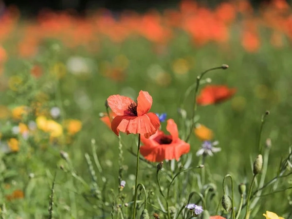 Blühstreifen am Palmengarten, Foto: Christian Hüller
