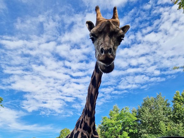 Spannende Einblicke bei den Entdeckertagen Afrika - Giraffe auf der Kiwara-Savanne, Foto: Zoo Leipzig