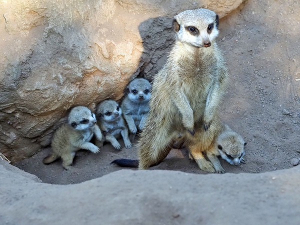 Erdmännchenquartett mit Muttertier, Foto: Zoo Leipzig