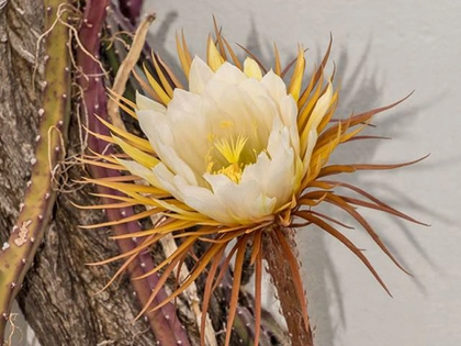 Massenblüte im Botanischen Garten Leipzig: Die Königin der Nacht blüht heute! Massenblüte im Botanischen Garten Leipzig: Die Königin der Nacht blüht heute!