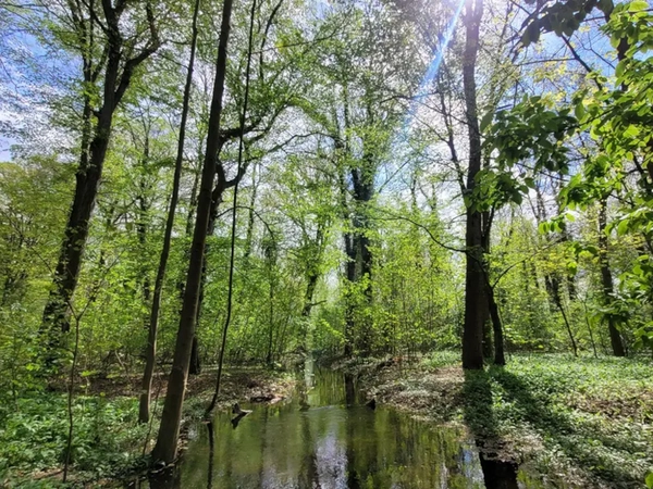 Auwald, Foto: Stadt Leipzig