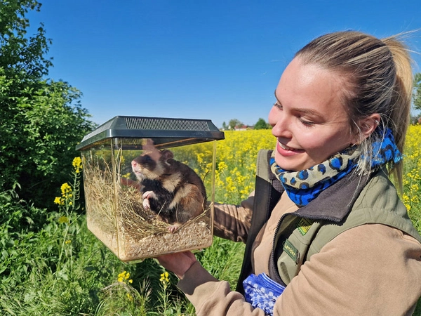 Bereit für den Acker - Tierpflegerin Celina Lembke bringt den Feldhamster aus dem Zoo Leipzig aufs Feld, Foto: Zoo Leipzig