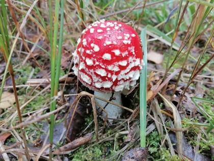 Kostenlose Pilzberatung im Umweltinformationszentrum (UiZ) der Stadt Leipzig