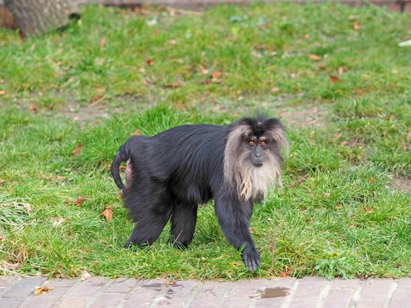 Bartaffenweibchen Ruma, Foto: Zoo Leipzig
