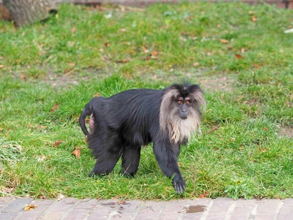 Erfolgreicher Saisonstart für den Zoo Leipzig Erfolgreicher Saisonstart für den Zoo Leipzig