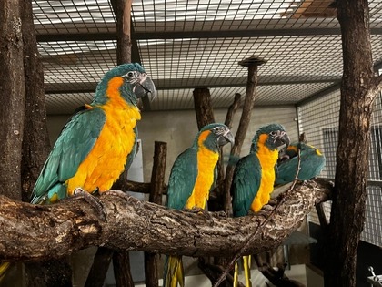 Das Jahr 2026 startet im Zoo Leipzig mit magischem Lichterfest