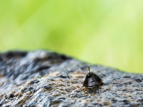Flussnapfschnecke, Foto: Ludo Van den Bogaert