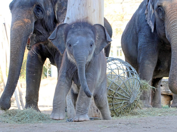 Kleiner Elefantenbulle auf großer Namenssuche, Foto: Zoo Leipzig