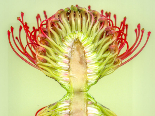Wolfgang Sommer, Nadelkissen Protea, Silberbaumgewächs