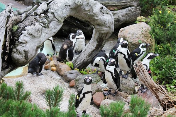Am Kindertag beim Pinguinfüttern helfen.