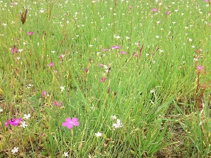 Mehr Grün in der Stadt: Neue Bausatzung der Stadt Leipzig will Schottergärten den Kampf ansagen