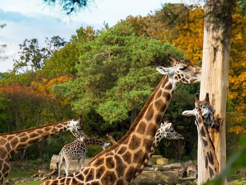 Der Zoo Leipzig bietet mit seinen sechs Themenwelten Einblicke in die natürlichen Lebensräume der Tiere, Foto: Karolin Kelm 