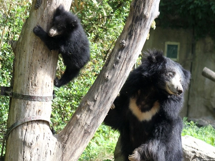 Lippenbären-Jungtiere erkunden das Außengehege im Zoo Leipzig Lippenbären-Jungtiere erkunden das Außengehege im Zoo Leipzig