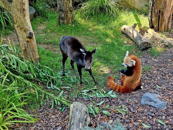 Rote Pandas lernen auch den Schopfhirsch kennen, Foto: Zoo Leipzig