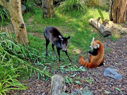 Dem Artenschutz auf der Spur - Entdeckertage am Wochenende im Zoo Leipzig Dem Artenschutz auf der Spur - Entdeckertage am Wochenende im Zoo Leipzig