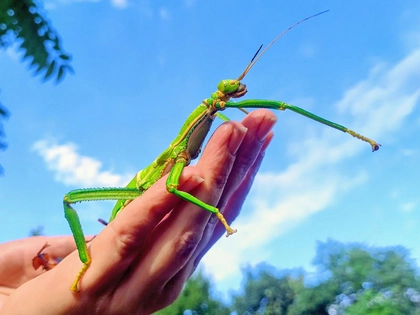 Entdeckertage für kleine und große Insektenfans im Zoo Leipzig Entdeckertage für kleine und große Insektenfans im Zoo Leipzig