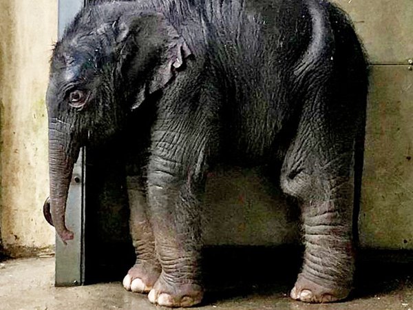 Das frischgeborene Elefantenkalb von Rani, Foto: Zoo Leipzig