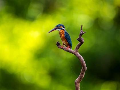 Monitoring: Weiterhin niedriger Bestand der Eisvögel am Leipziger Floßgraben