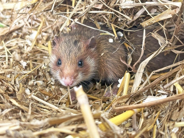 Feldhamsterjungtier in der Zuchtstation, Foto: Zoo Leipzig