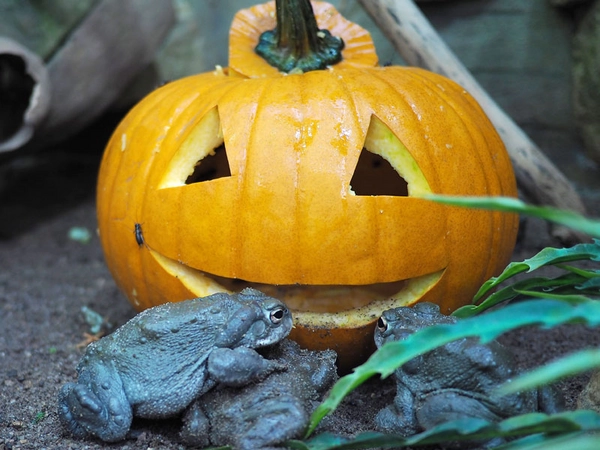 Halloween im Zoo: Colorado-Kröten inspezieren den Kürbis, Foto: Zoo Leipzig