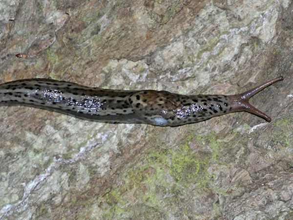  Der Tigerschnegel (Limax maximus) frisst andere Schecken und deren Gelege. Foto: Frank Borlais 