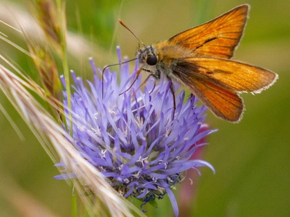 Naturkundemuseum Leipzig unterstützt Arten-Olympiade 2025