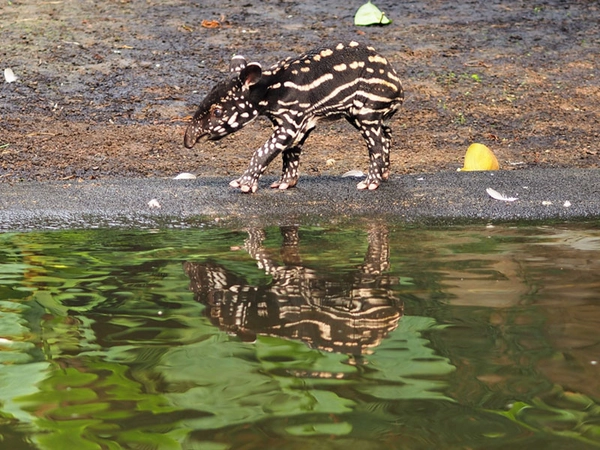Tapirjungbulle am Wasserbecken der Anlage, Foto: Zoo Leipzig 