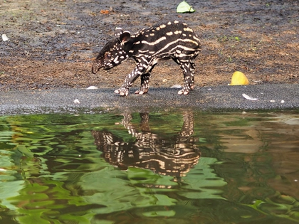 Zoo Leipzig startet Namenssuche für den Tapirnachwuchs Zoo Leipzig startet Namenssuche für den Tapirnachwuchs