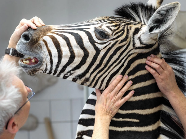 Naturkundemuseum Leipzig: Präparation eines Zebras mit René Diebitz, Foto: Emil Kanitz