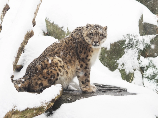 Schneeleopradin Chandra in der Hochgebirgslandschaft Himalaya, Foto: Zoo Leipzig
