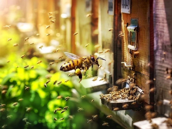 Bienen im Bienengarten - Gemeinsam viel erreichen, Foto: Zoo Leipzig