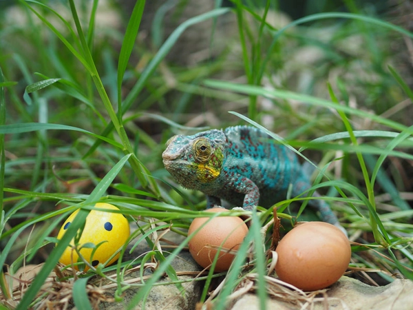 Ostereiersuche beim Pantherchamäleon, Foto: Zoo Leipzig