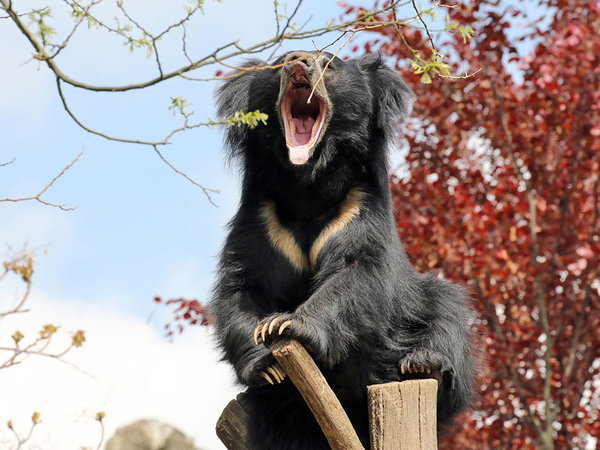 Lippenbär in der Lippenbärenschlucht, Foto: Zoo Leipzig