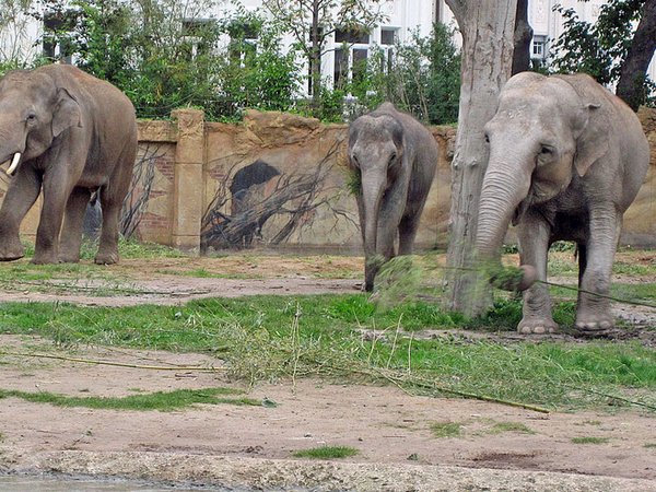 Voi Nam mit den Elefantenkühen