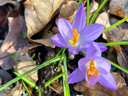 Jetzt den Frühling pflanzen: Ökolöwe e.V. ruft zum Setzen heimischer Frühblüher auf