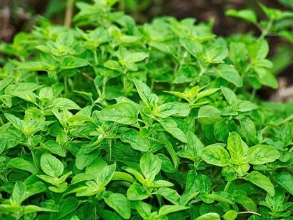 LWB: Mehr als 1.000 Blumen und Kräuter für Besucher auf der Leipziger Ökofete