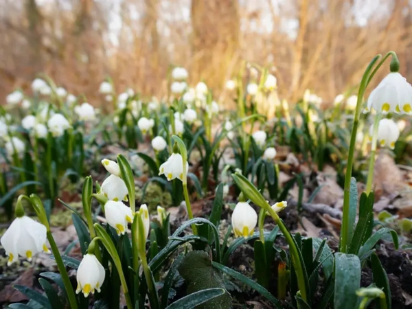 Märzenbecher im Leipziger Auwald, Foto: Stadt Leipzig