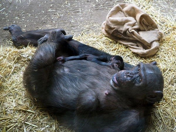 Schimpandenweibchen Fraukje mit ihrer Tochter auf der Innenanlage von Pongoland, Foto: Zoo Leipzig