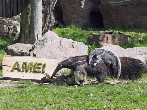 Ameisenbären-Jungtier Amei auf dem Rücken der Mutter Bardana, Foto: Zoo Leipzig