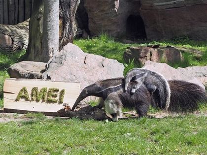 Ameisenbären-Jungtier im Zoo Leipzig auf den Namen Amei getauft Ameisenbären-Jungtier im Zoo Leipzig auf den Namen Amei getauft