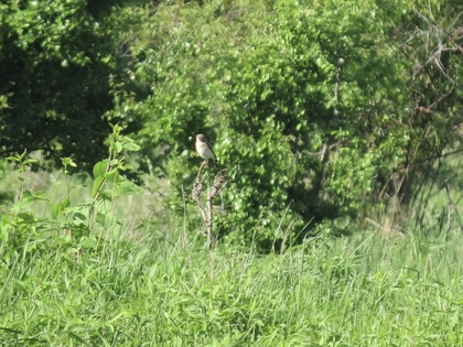 Leipziger Stadtrat soll über Biotopverbundkonzept entscheiden