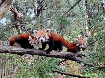 Tierische Herbstferien im Zoo Leipzig
