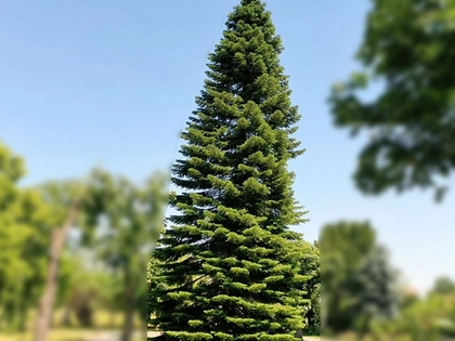 22-Meter-Tanne aus Nerchau wird Leipziger Weihnachtsbaum 2021